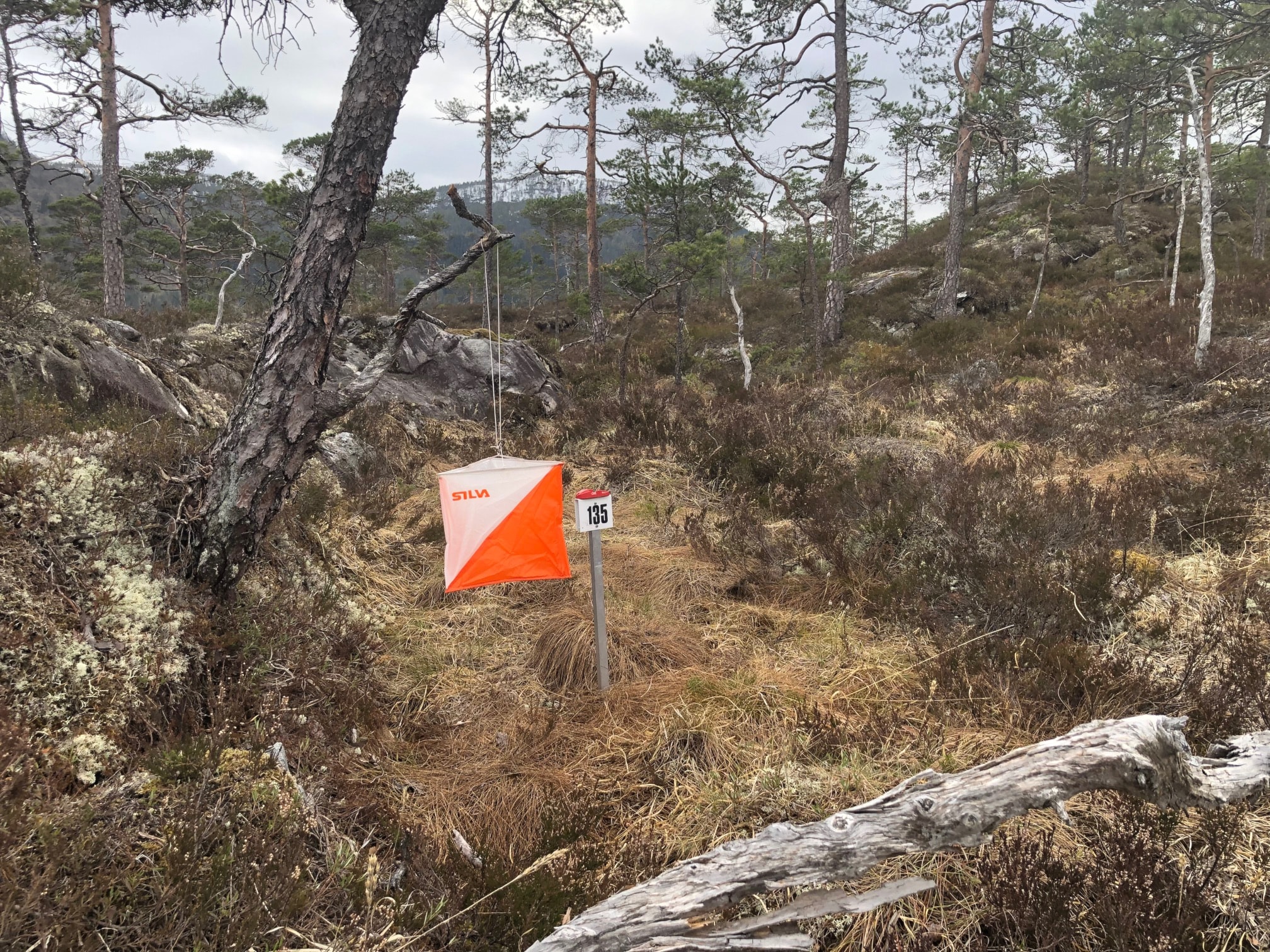 DM, Rotekoppen og KM - oppdatert 10.8